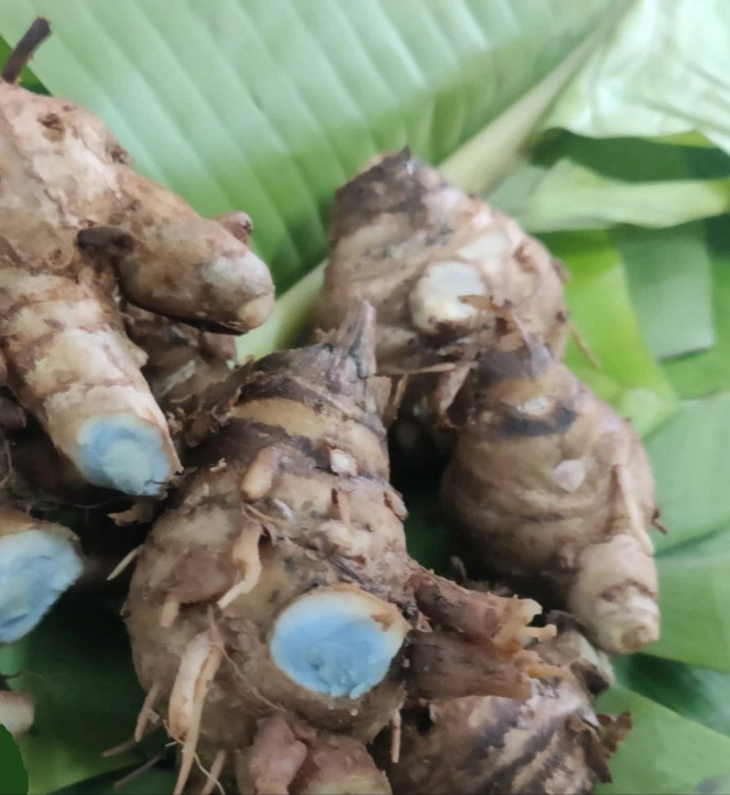 Image of black turmeric rhizome 
